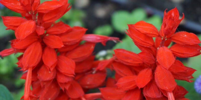 Сальвия сверкающая, или Шалфей блестящий (лат. Salvia splendens)