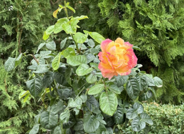 Исцеление разумом: как мысли влияют на здоровье