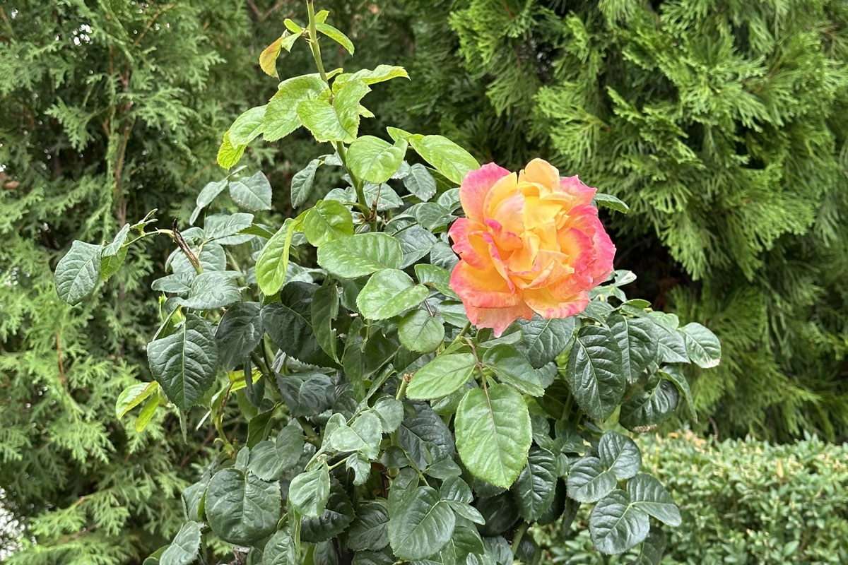 Исцеление разумом: как мысли влияют на здоровье