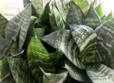 Сансевиерия трехполосная (лат. Sansevieria trifasciata)