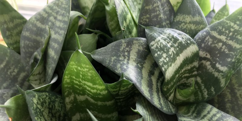 Сансевиерия трехполосная (лат. Sansevieria trifasciata)
