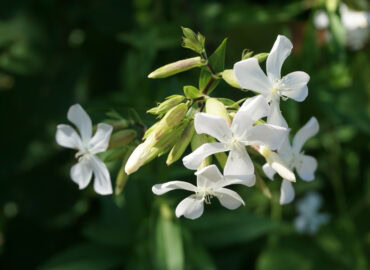 Мыльнянка лекарственная (лат. Saponaria officinalis)