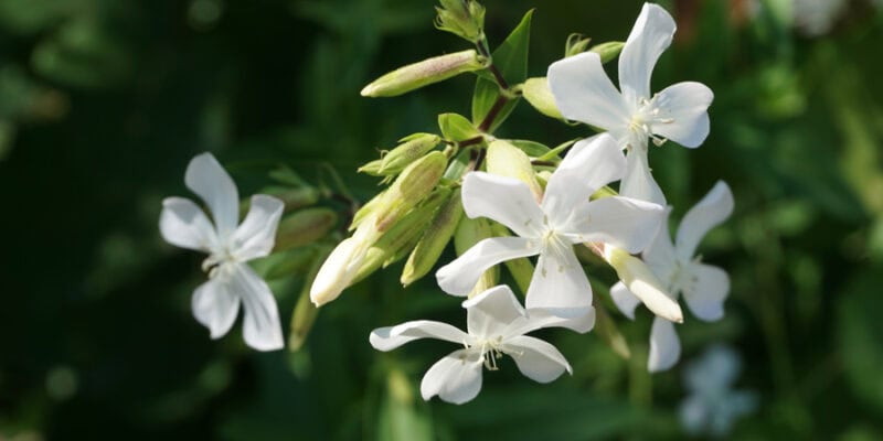 Мыльнянка лекарственная (лат. Saponaria officinalis)