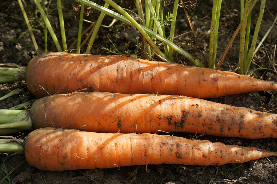 Когда созревает морковь?