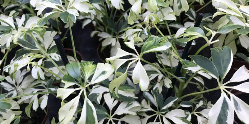 Шеффлера (лат. Schefflera)