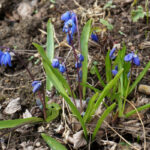 Пролеска сибирская (сцилла)