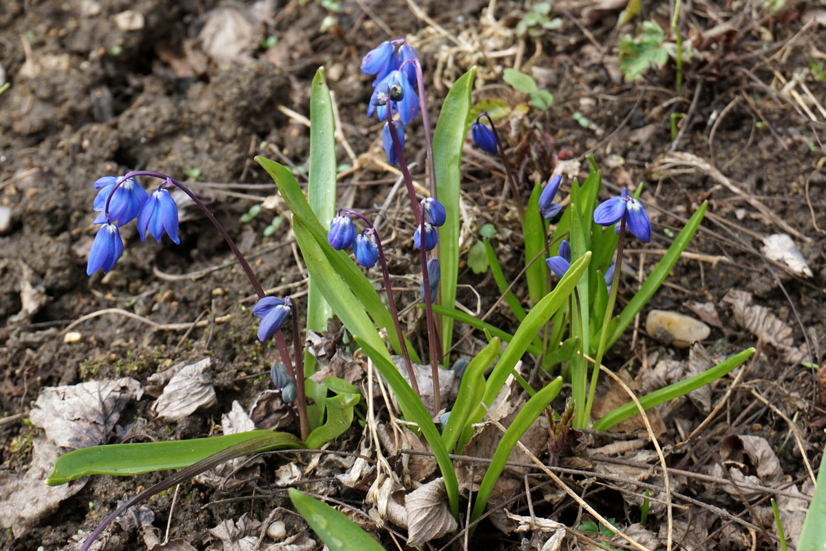 Пролеска сибирская (сцилла)