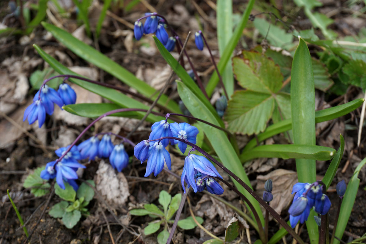Пролеска сибирская (сцилла)