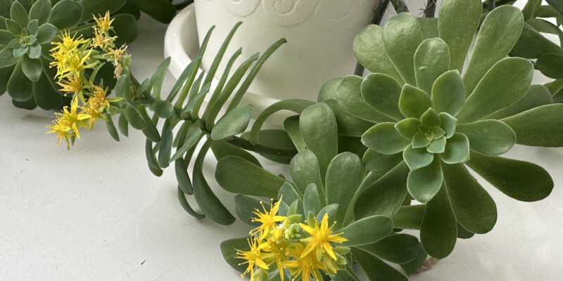 Очиток сжатый