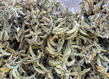 Шалфей лекарственный (лат. Salvia officinalis)