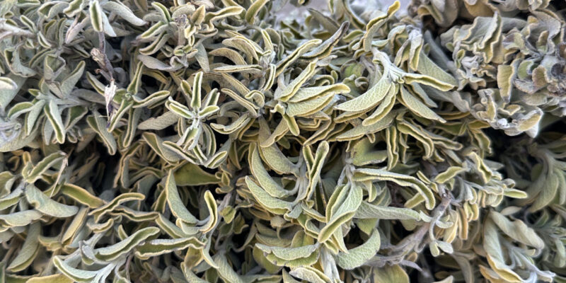 Шалфей лекарственный (лат. Salvia officinalis)