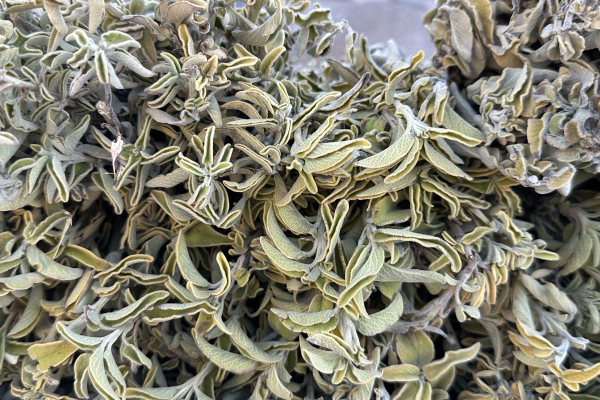 Шалфей лекарственный (лат. Salvia officinalis)