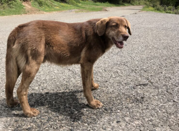 Собака и жара