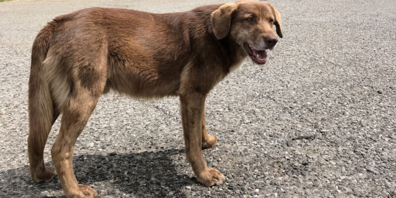 Собака и жара