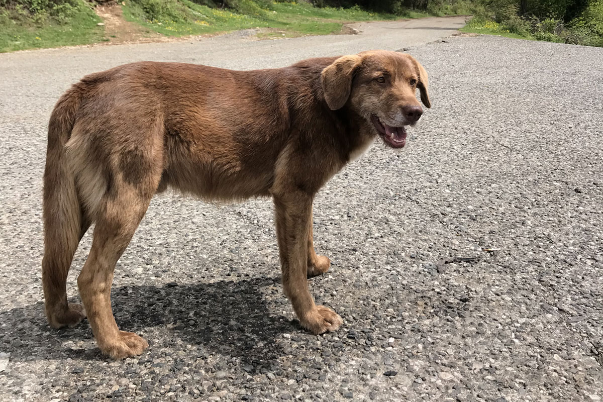 Собака и жара