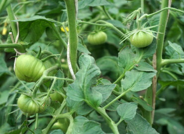 Томат (Solanum lycopersicum)
