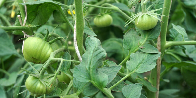 Томат (Solanum lycopersicum)