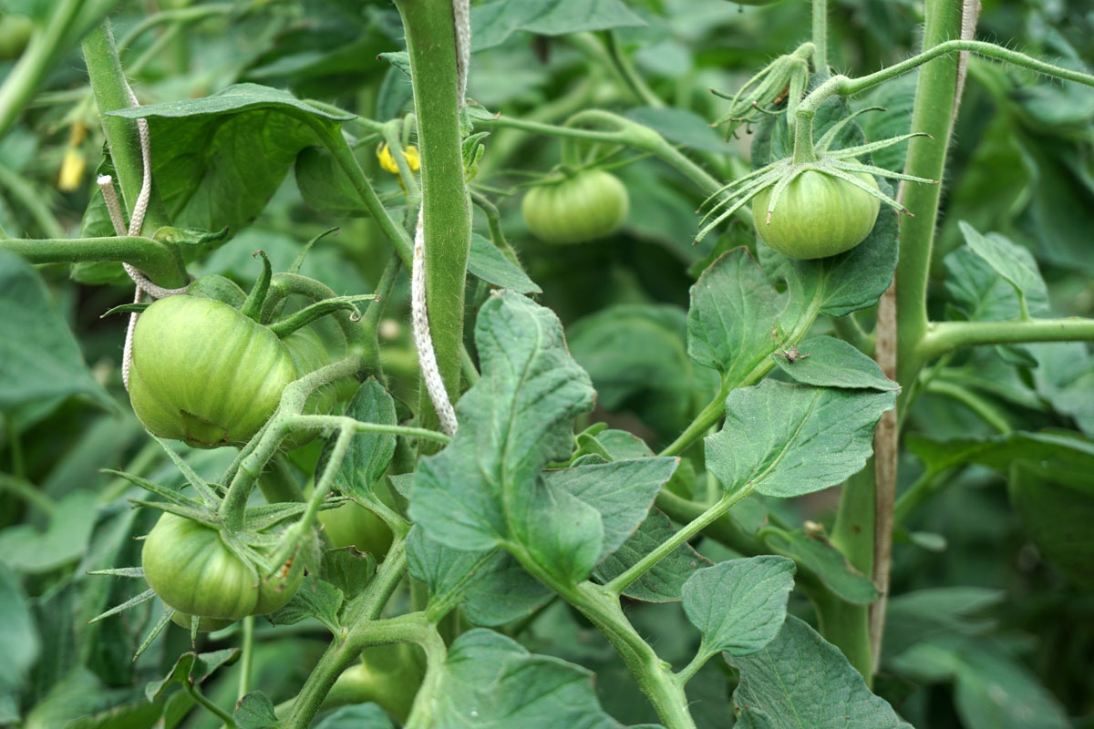 Томат (Solanum lycopersicum)