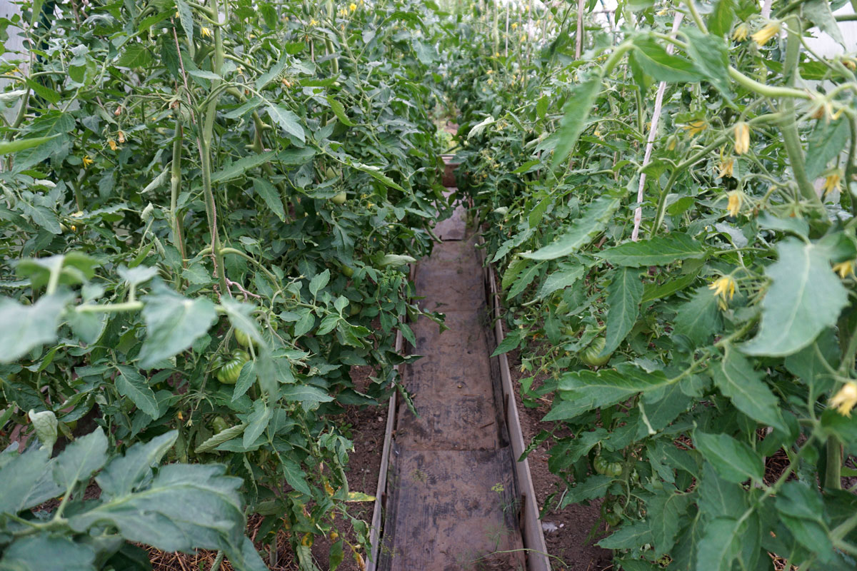 Томаты (Solanum lycopersicum)