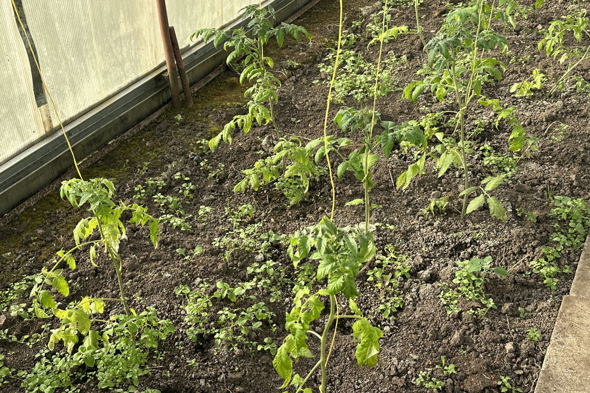 Томаты (Solanum lycopersicum)