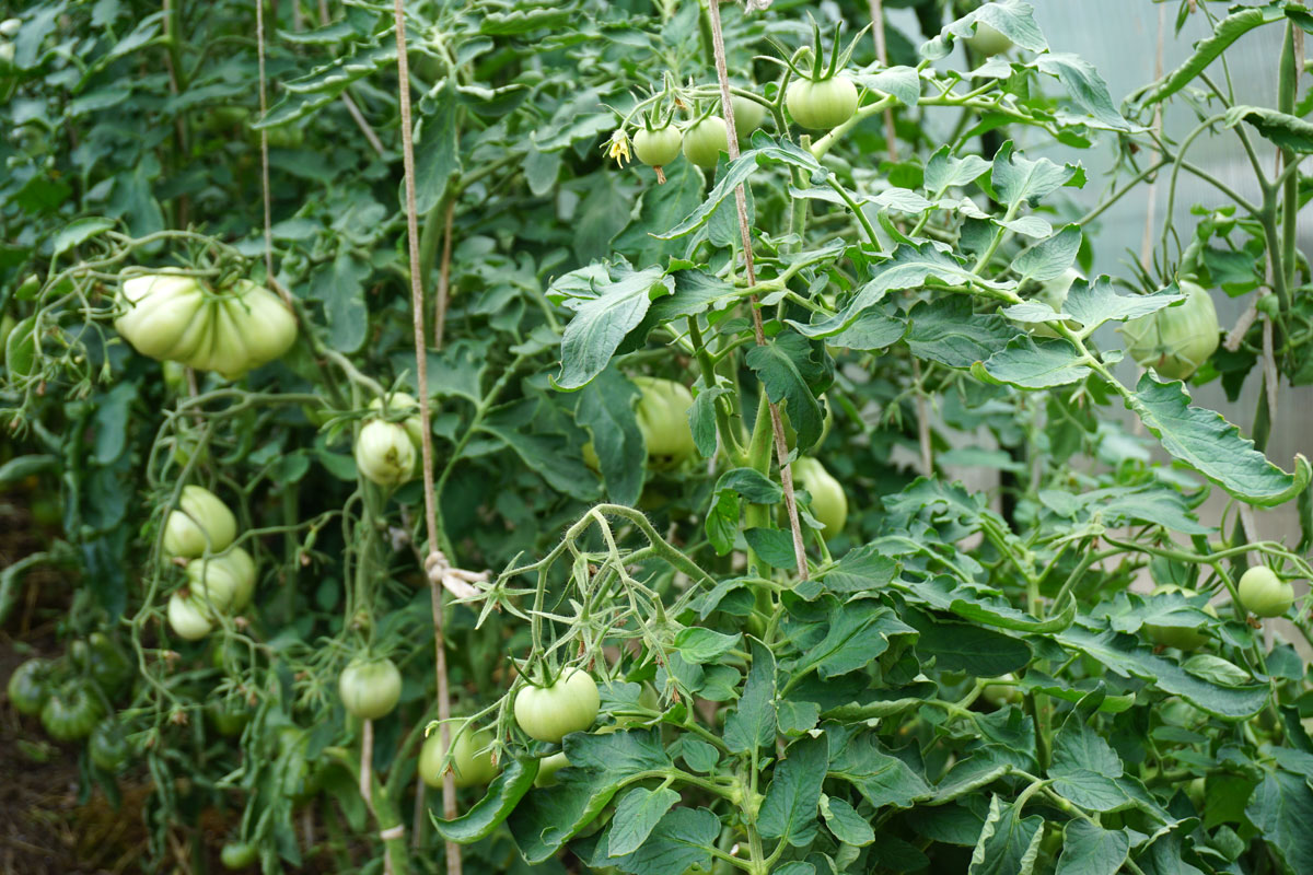 Томаты (Solanum lycopersicum)