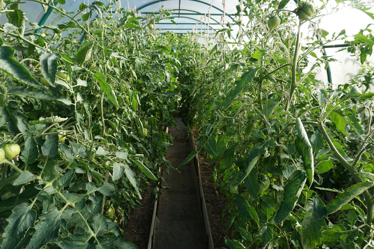 Томаты (Solanum lycopersicum)