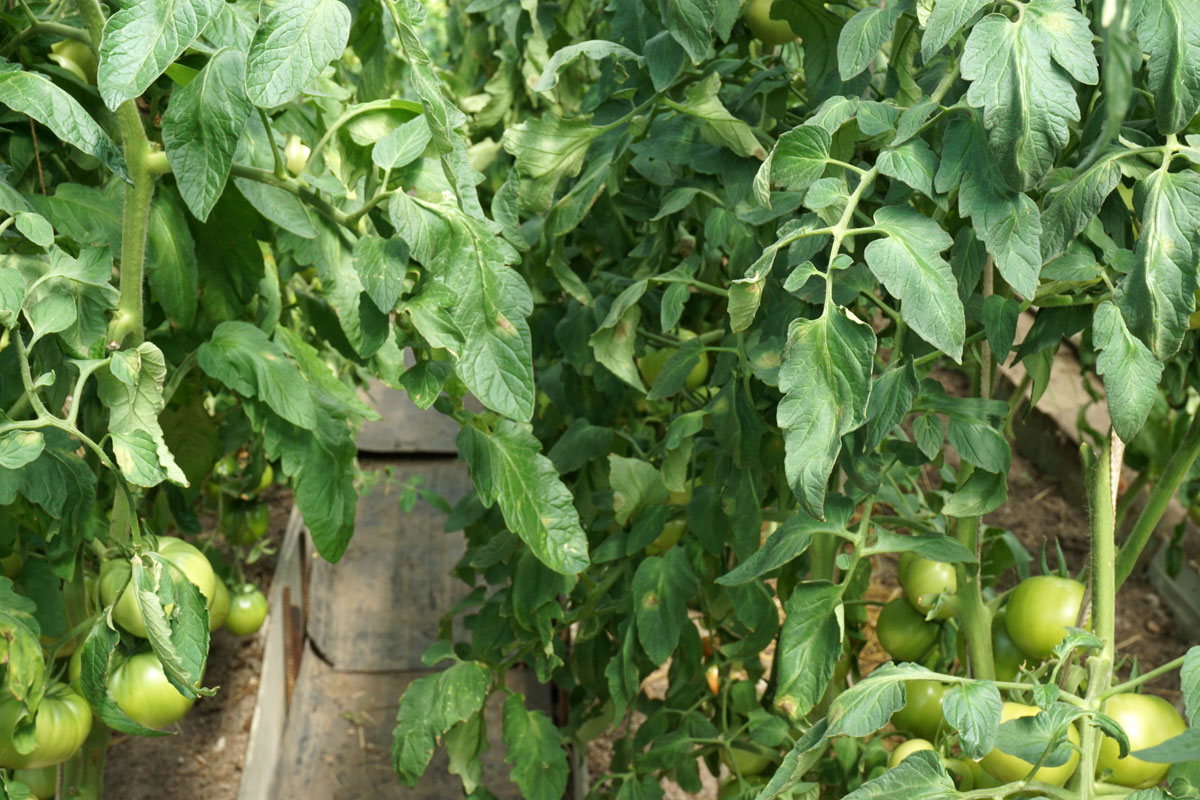 Томаты (Solanum lycopersicum)