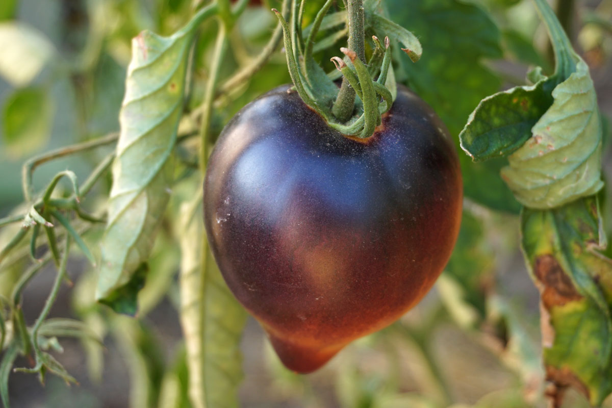 Помидор (Solanum lycopersicum)