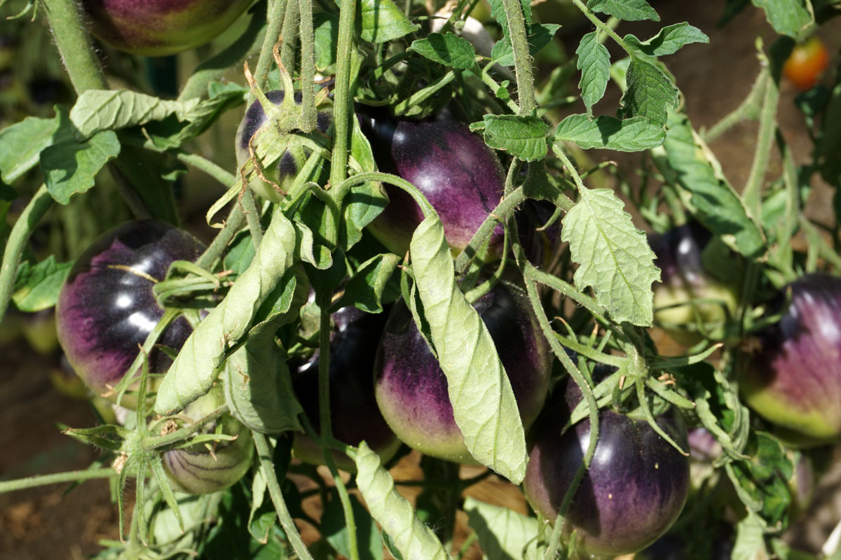 Томаты (Solanum lycopersicum)