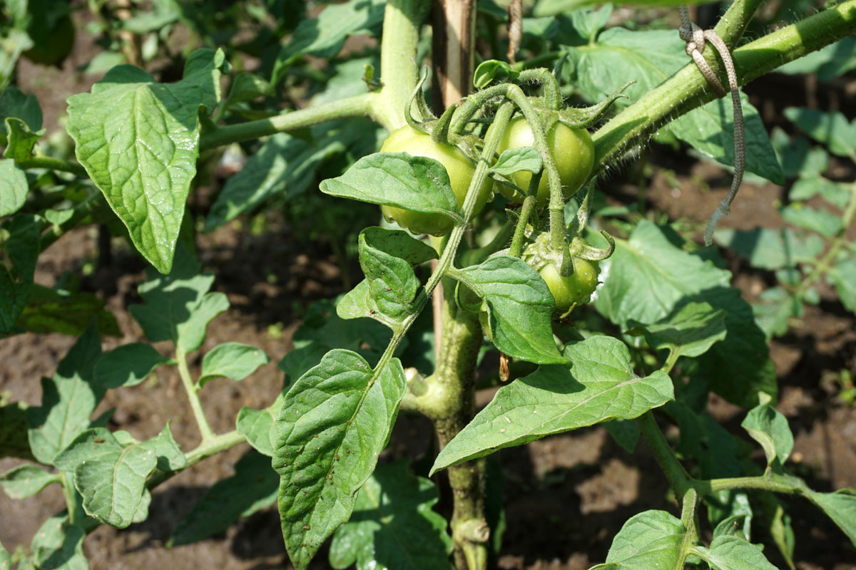 Томат (Solanum lycopersicum)