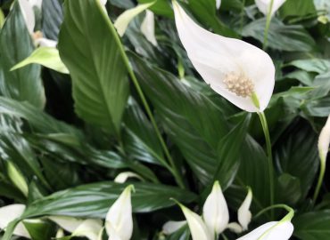 Спатифиллум (Spathiphyllum): выращивание и уход