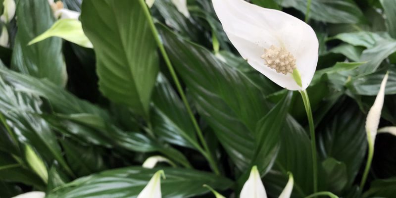 Спатифиллум (Spathiphyllum): выращивание и уход