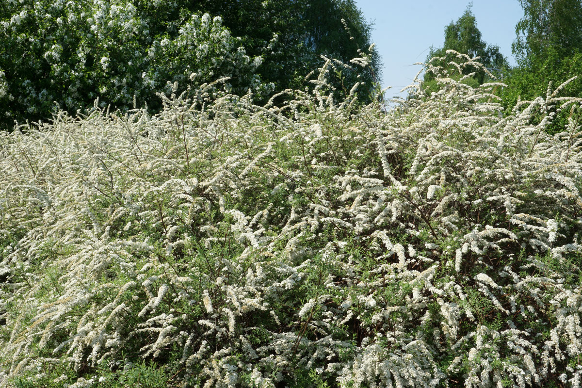 Спирея серая Грефшейм (лат. Spiraea x cinerea 'Grefsheim')