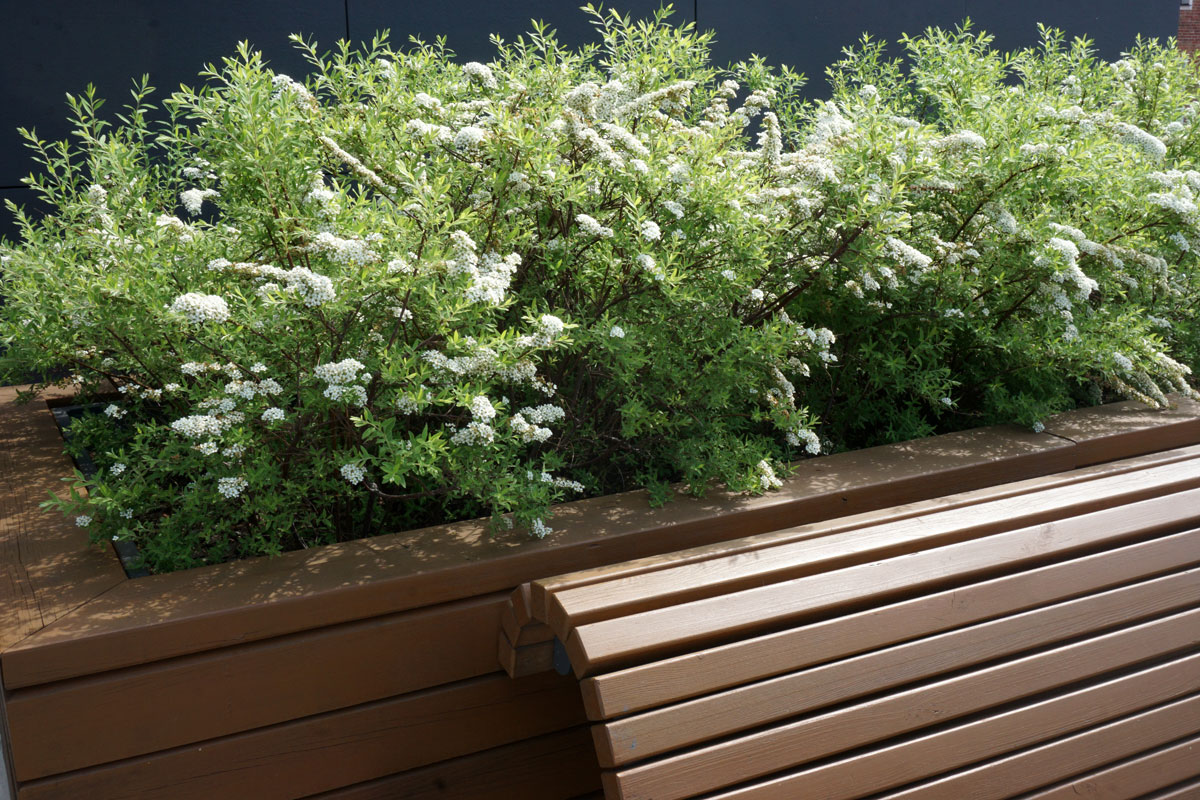 Спирея серая Грефшейм (лат. Spiraea x cinerea 'Grefsheim')