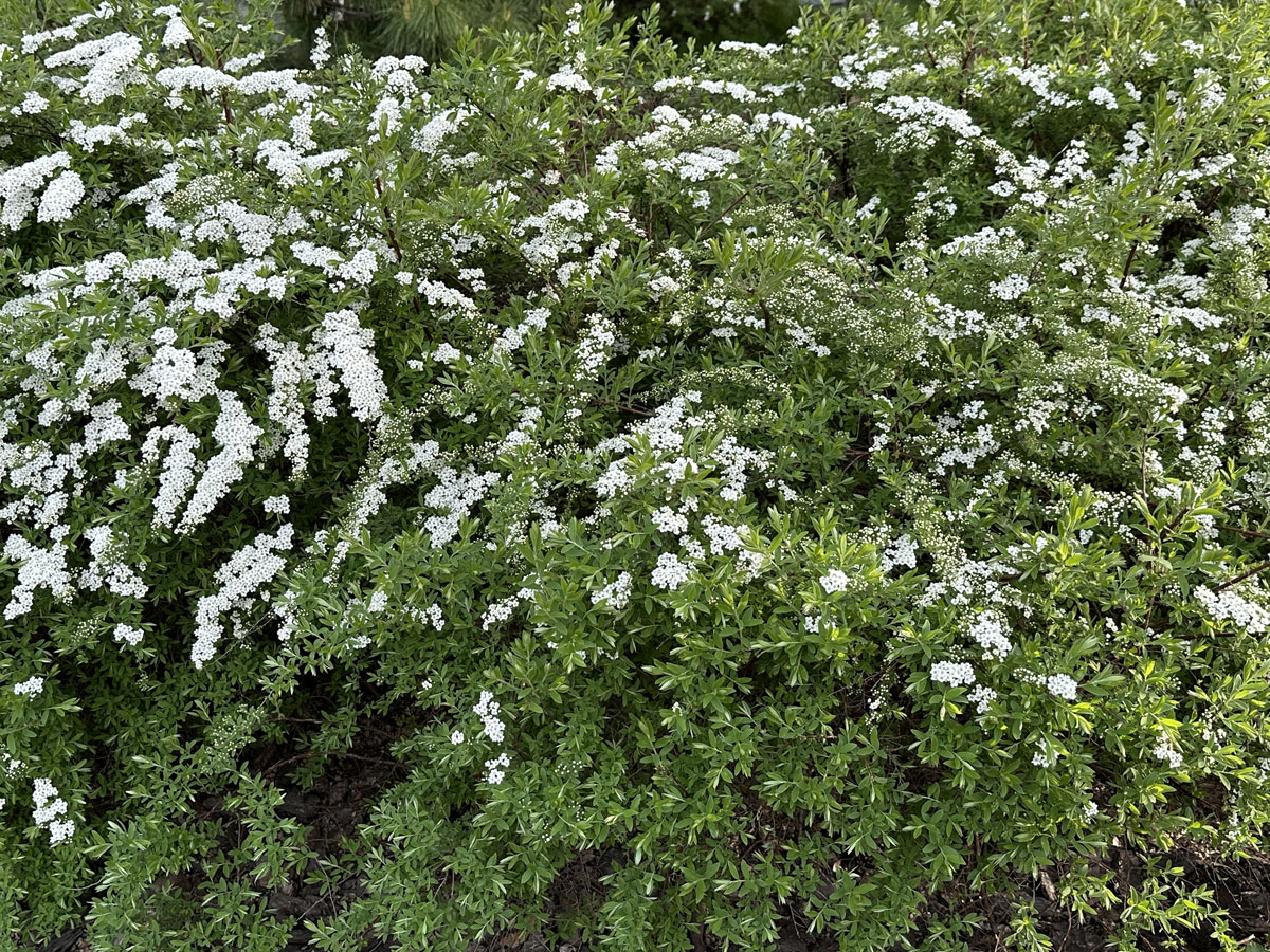 Спирея серая Грефшейм (лат. Spiraea x cinerea 'Grefsheim')