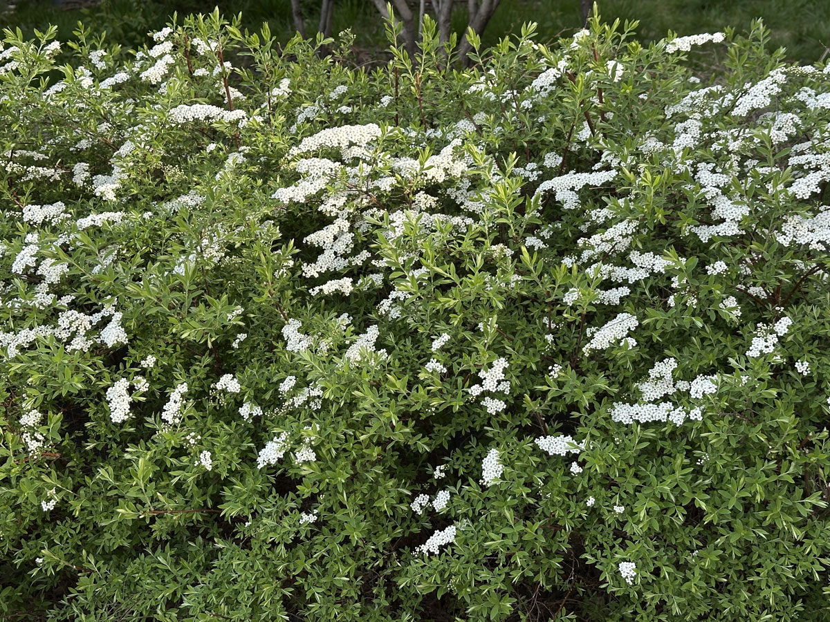 Спирея серая Грефшейм (лат. Spiraea x cinerea 'Grefsheim')