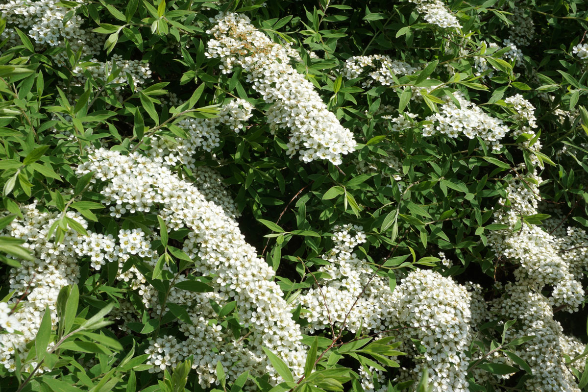 Спирея серая Грефшейм (лат. Spiraea x cinerea 'Grefsheim')
