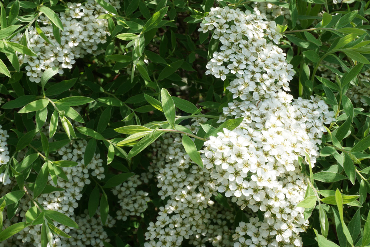 Спирея серая Грефшейм (лат. Spiraea x cinerea 'Grefsheim')