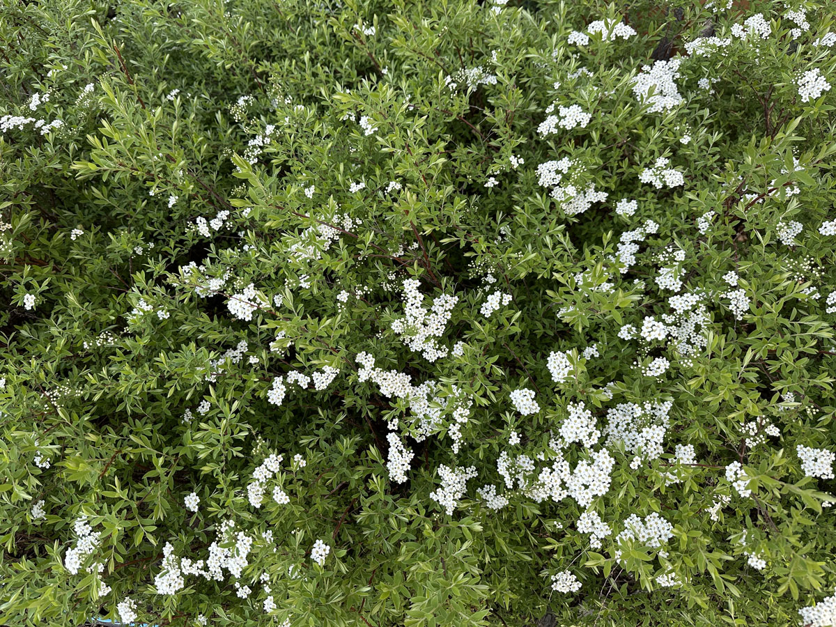 Спирея серая Грефшейм (лат. Spiraea x cinerea 'Grefsheim')