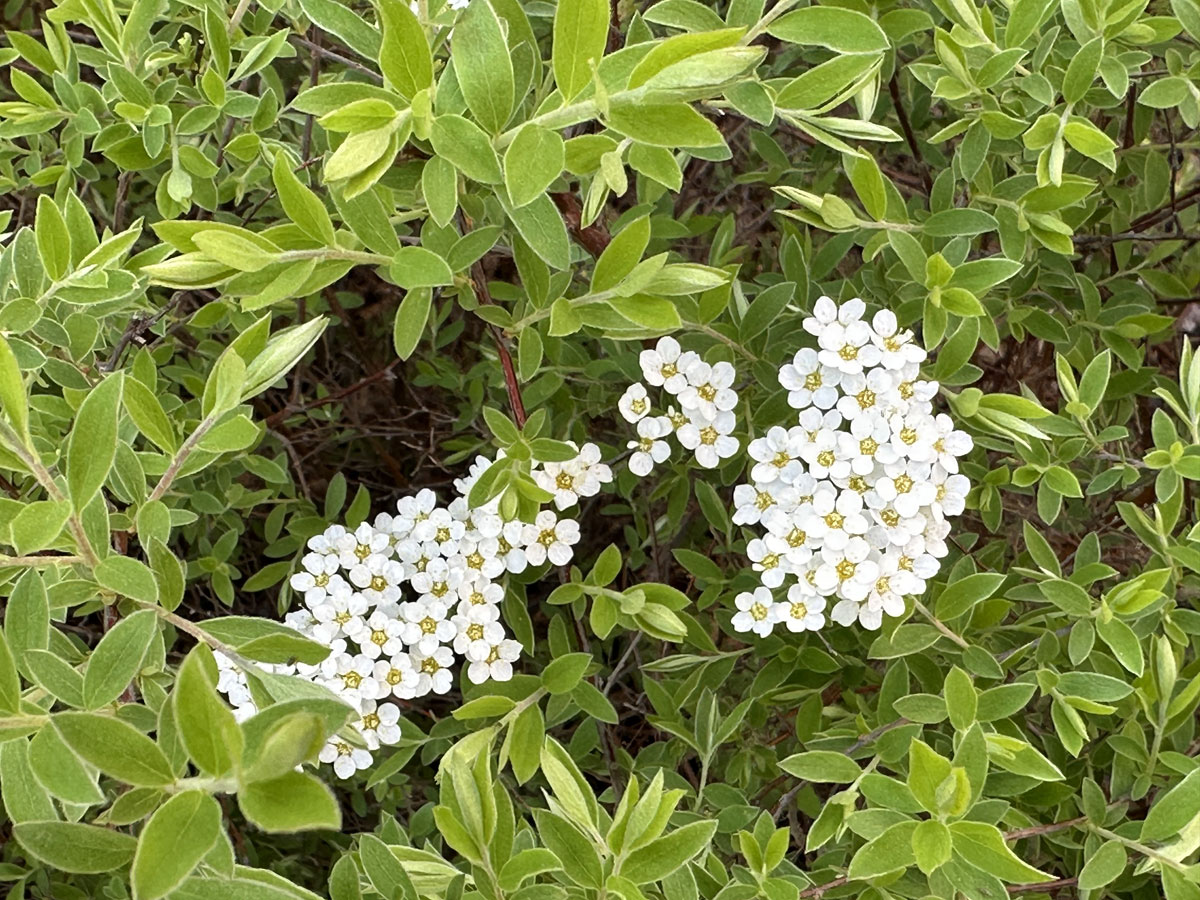 Спирея серая Грефшейм (лат. Spiraea x cinerea 'Grefsheim')