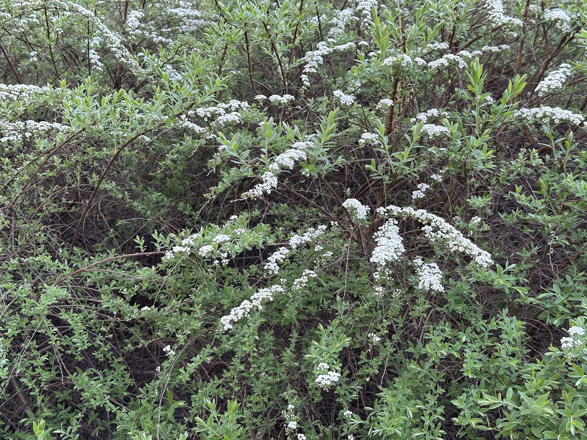 Спирея серая Грефшейм (лат. Spiraea x cinerea 'Grefsheim')