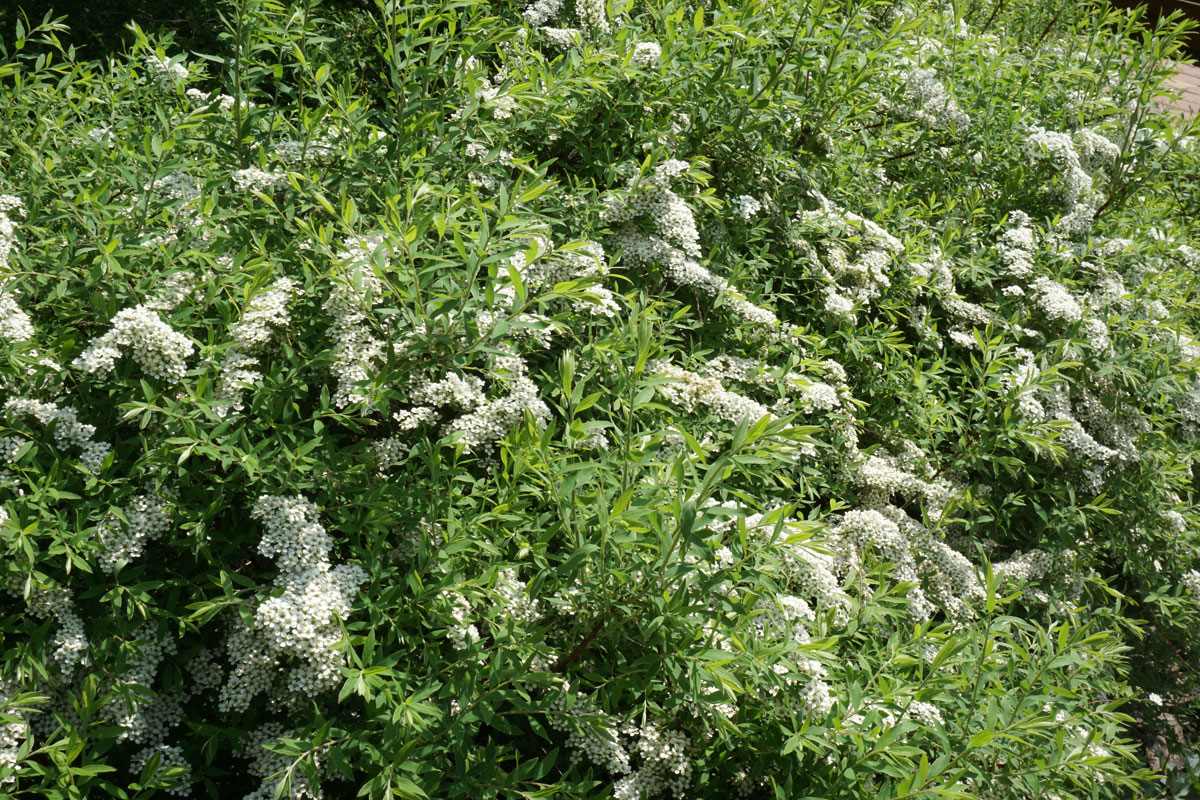 Спирея серая Грефшейм (лат. Spiraea x cinerea 'Grefsheim')