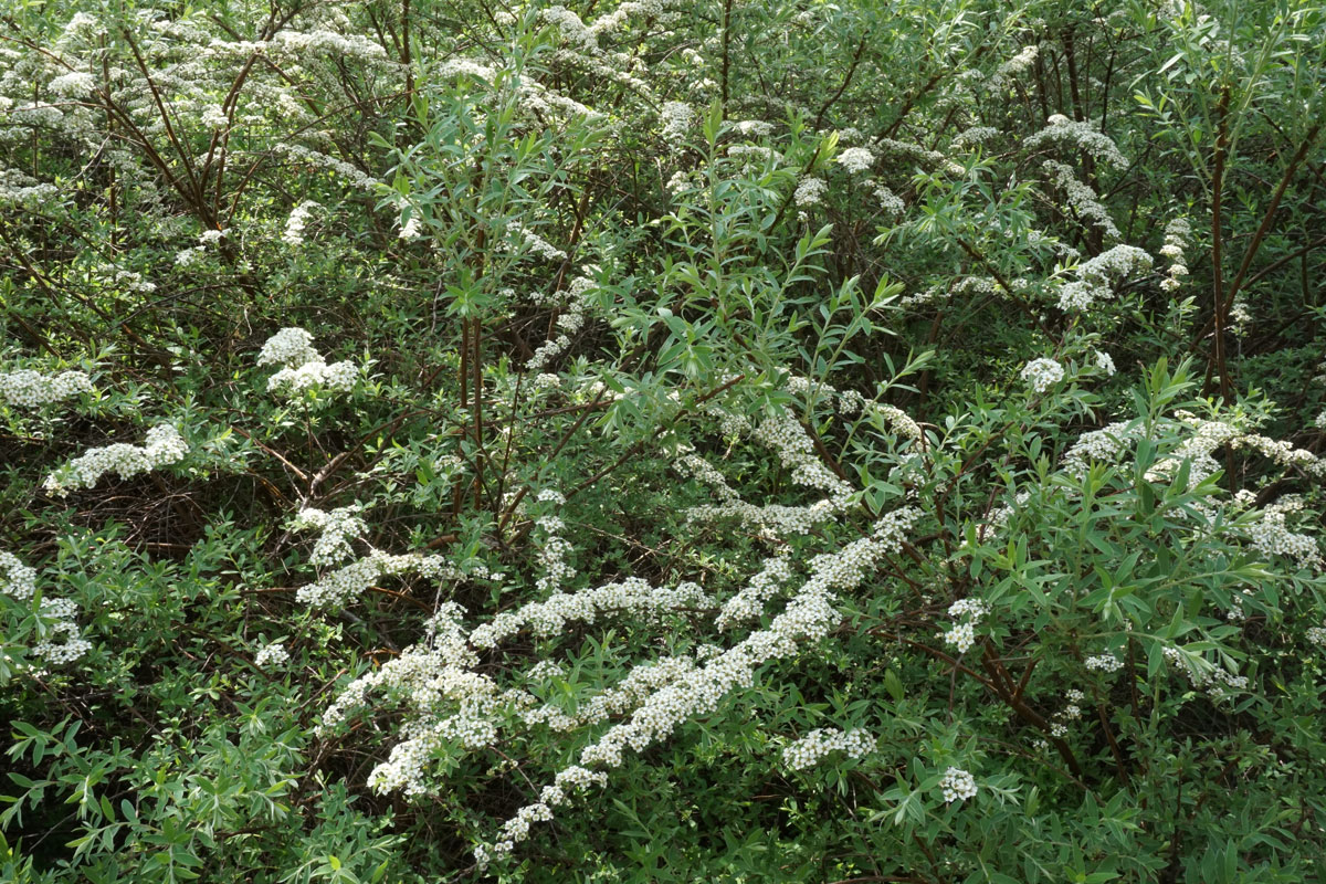 Спирея серая Грефшейм (лат. Spiraea x cinerea 'Grefsheim')