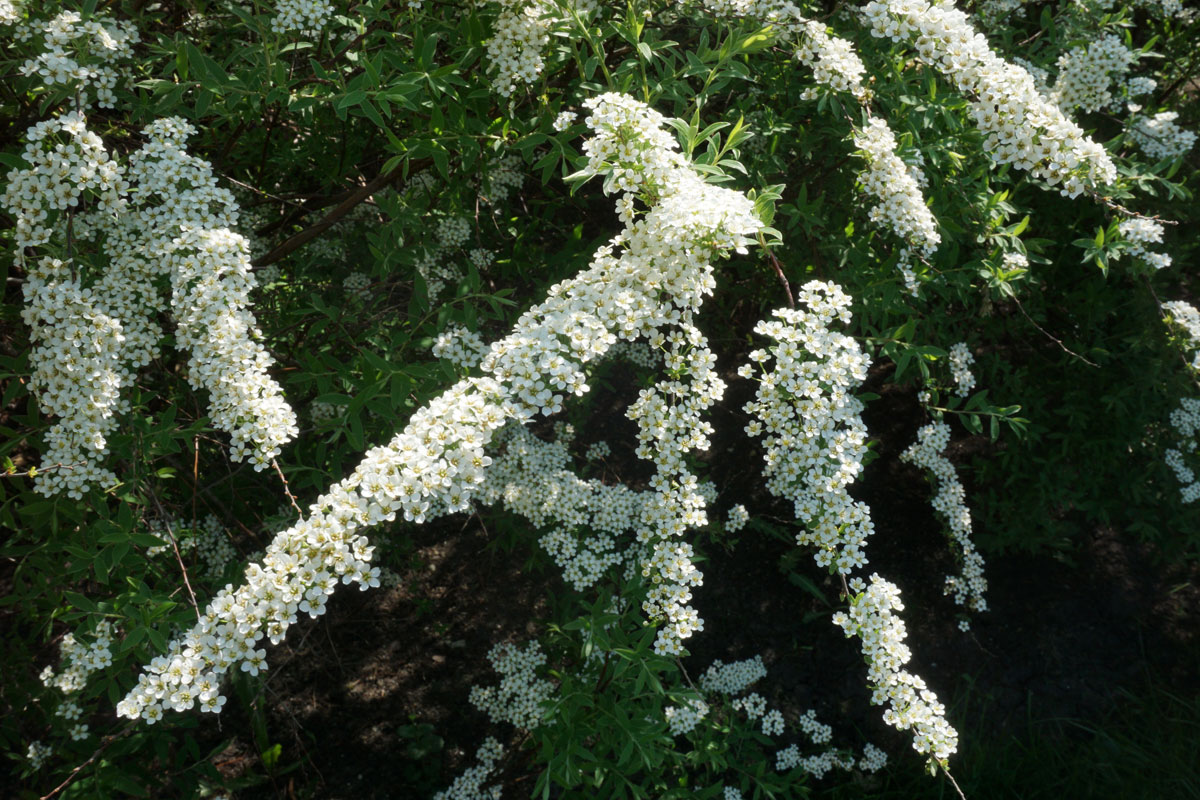 Спирея серая Грефшейм (лат. Spiraea x cinerea 'Grefsheim')