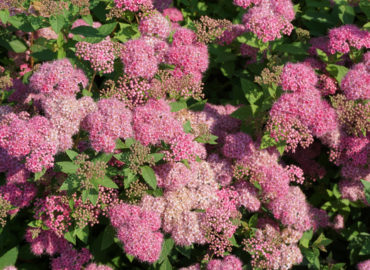 Спирея японская (лат. Spiraea japonica)