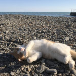 Спящие котики — совершенное блаженство