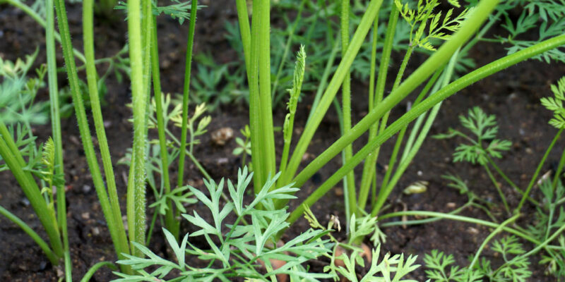 Какие овощи лучше сеять сразу в грунт