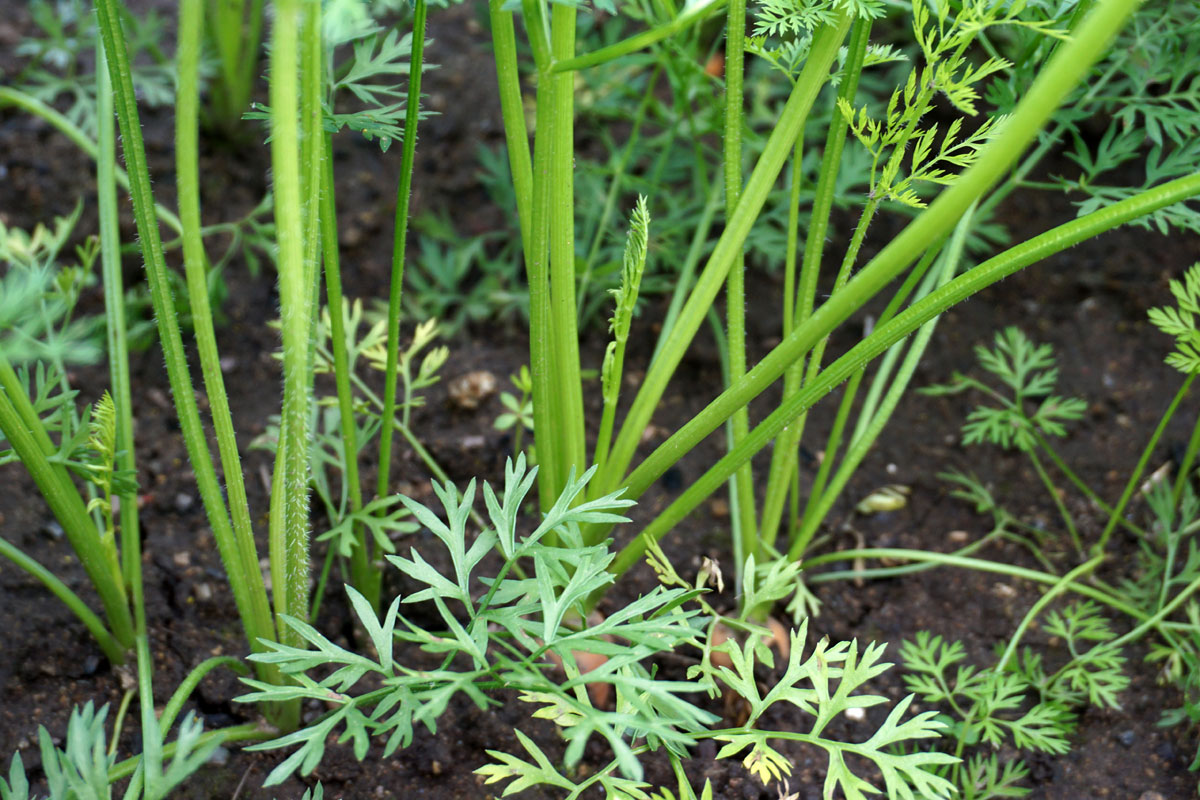 Какие овощи лучше сеять сразу в грунт