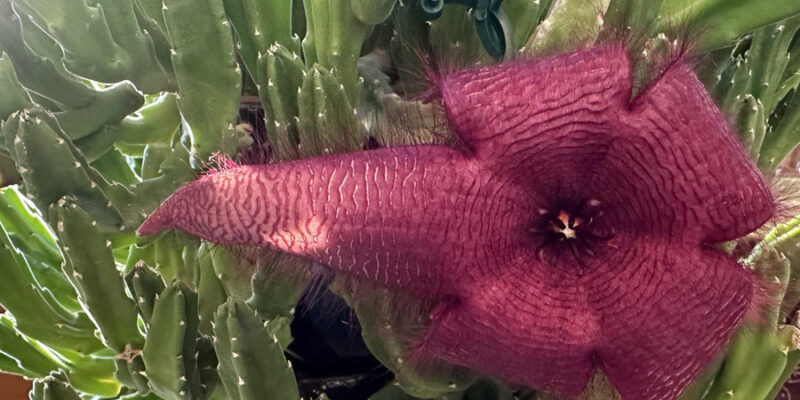 Стапелия: уход в домашних условиях