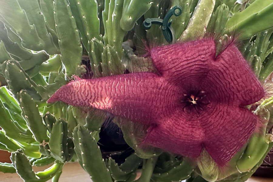 Стапелия: уход в домашних условиях